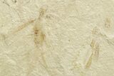 Eocene Fossil Cricket and Grasshopper - Green River Formation #368758-2